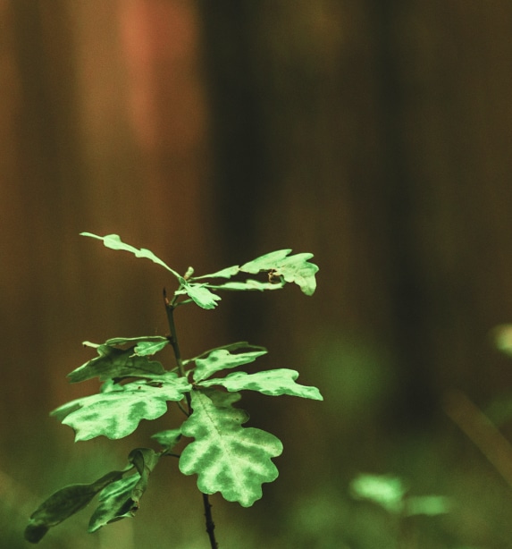 twig on moss drill