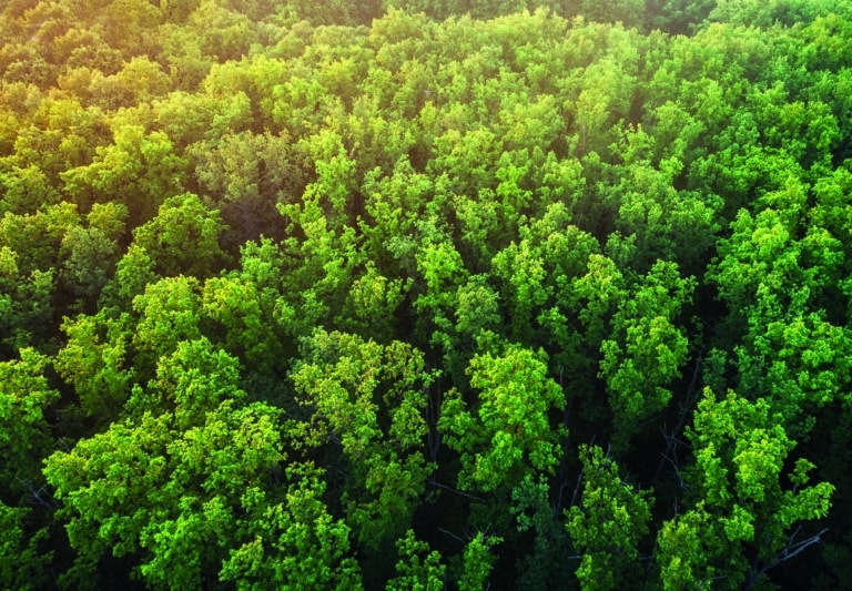 The tops of an oak forest A view of the trees from a bird's-eye view.