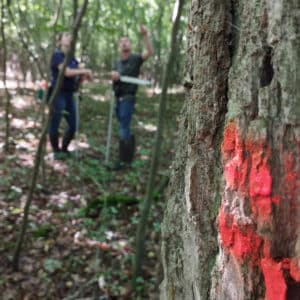 choix-bois-foret-bourgogne-chene