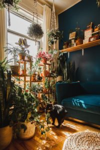 salon plantes chat canapé parquet