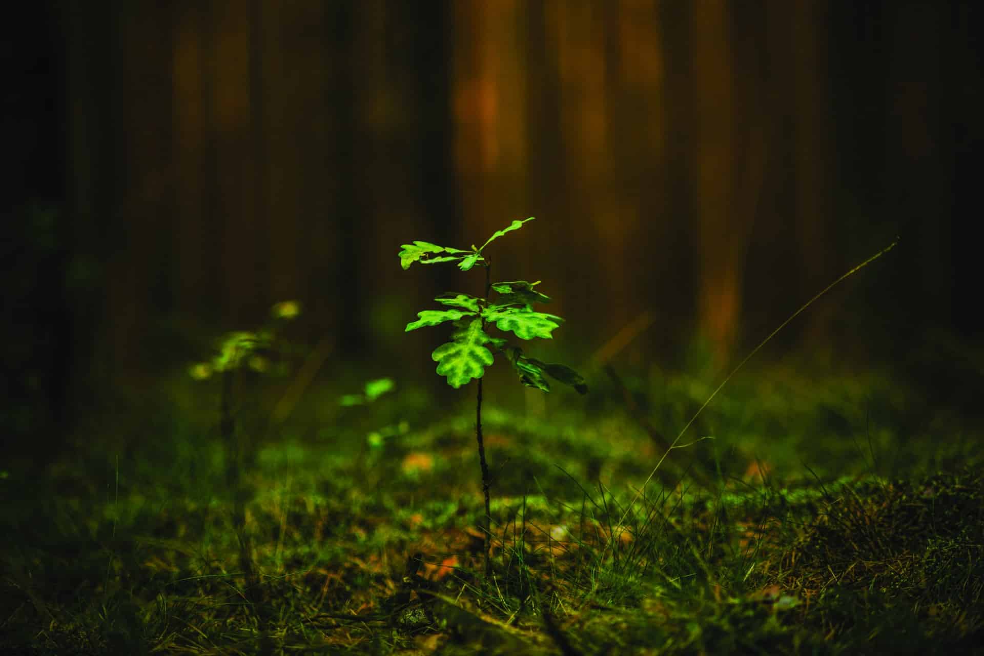 young oak in a burgundy forest in france