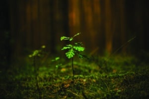 jeune chêne dans une foret de bourgogne en france