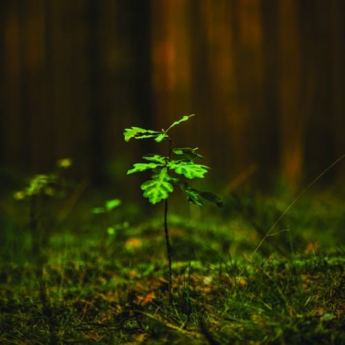 young oak in a burgundy forest in france