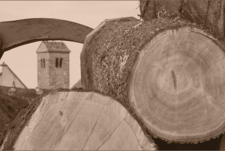 tree trunk in front of church