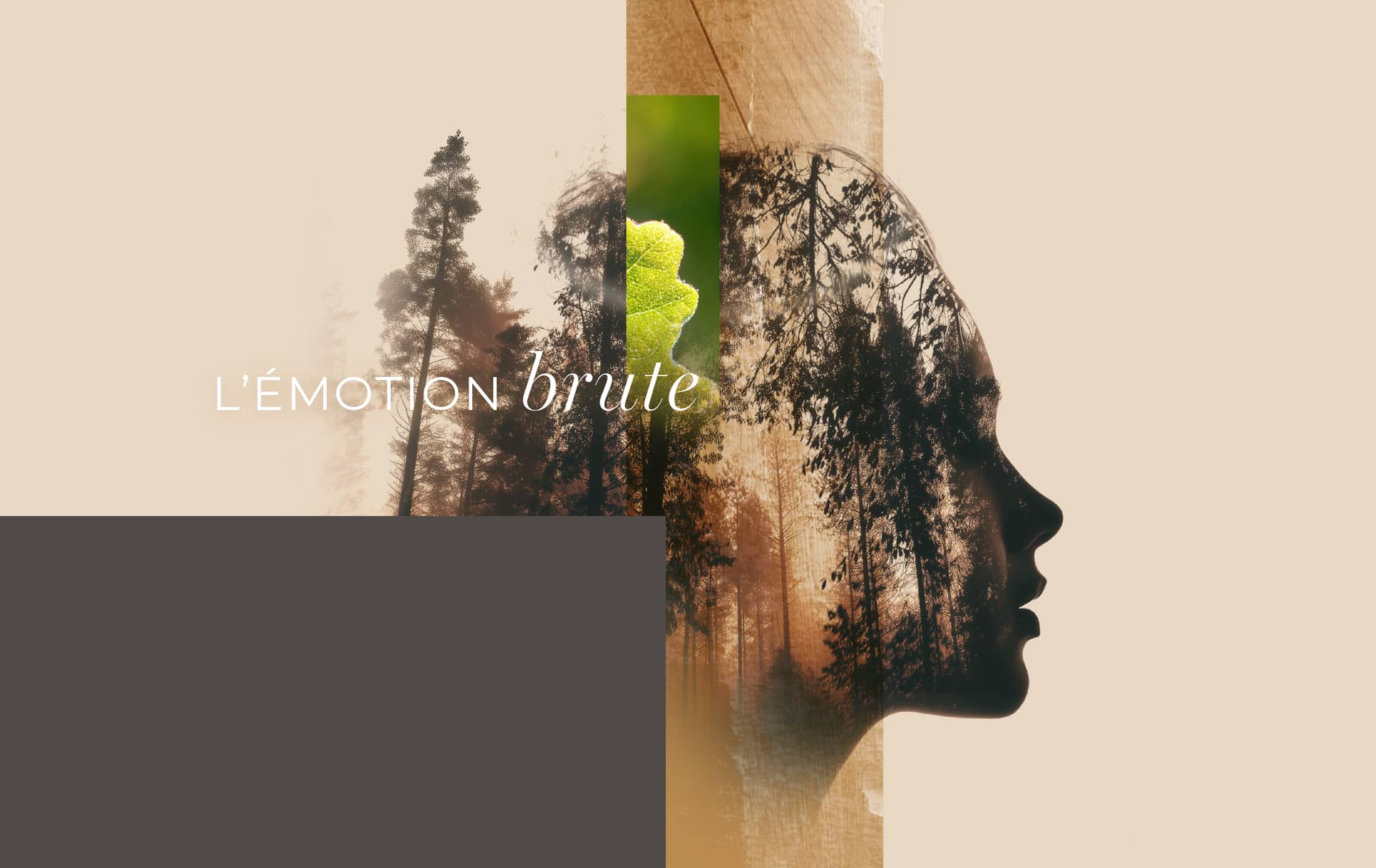 Guide des Choix - Collection 2026 : L'émotion brute